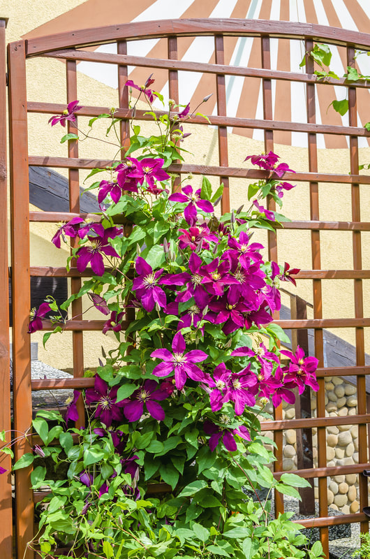 trellis with purple flowers